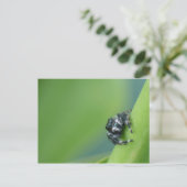 Briefkaart Jumping Spider (Staand voorkant)