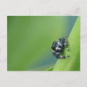 Briefkaart Jumping Spider (Voorkant)
