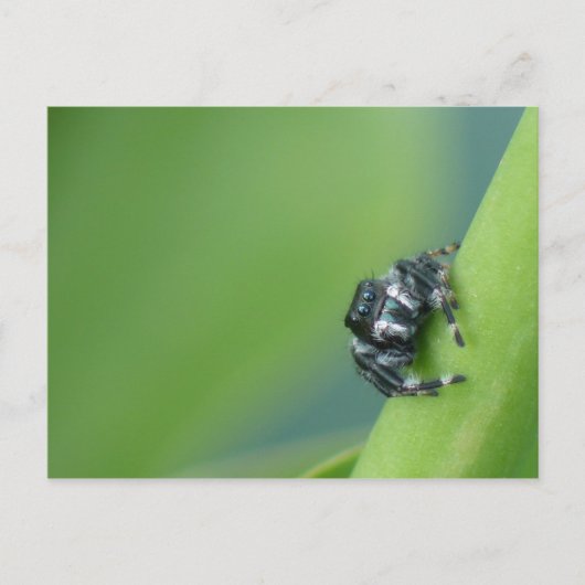 Briefkaart Jumping Spider (Voorkant)