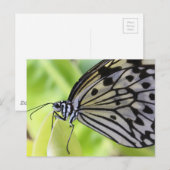 Briefkaart/kartonnen vlinder briefkaart (Voorkant / Achterkant)