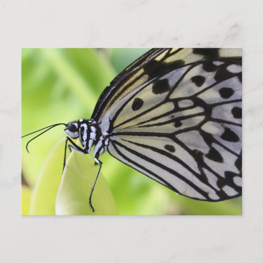 Briefkaart/kartonnen vlinder briefkaart (Voorkant)