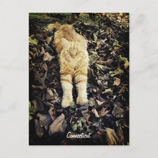 Briefkaart Kat (Voorkant)
