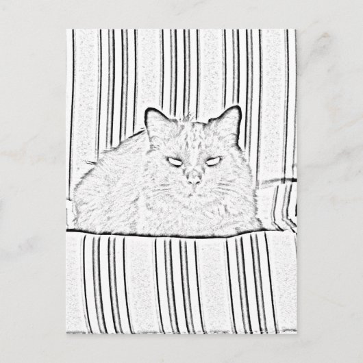 Briefkaart - Kat op gestreept stoeltje tegen kleur (Voorkant)