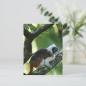 Briefkaart katoentop met Tamarin (Staand voorkant)
