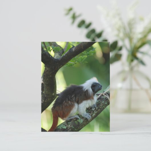 Briefkaart katoentop met Tamarin (Staand voorkant)