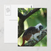 Briefkaart katoentop met Tamarin (Voorkant / Achterkant)