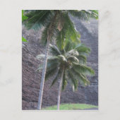 Briefkaart Kauai Palm Trees (Voorkant)