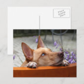 Briefkaart Kaya (Voorkant / Achterkant)