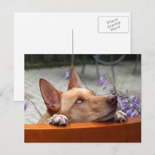 Briefkaart Kaya (Voorkant / Achterkant)
