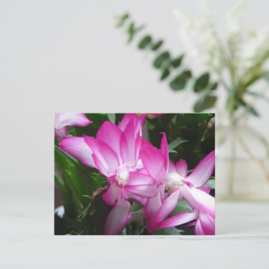Briefkaart kerstcactus Flowers (Staand voorkant)