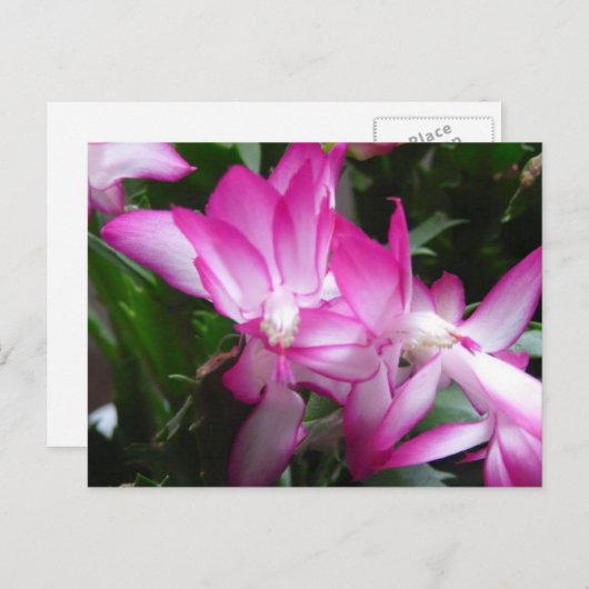 Briefkaart kerstcactus Flowers (Voorkant / Achterkant)