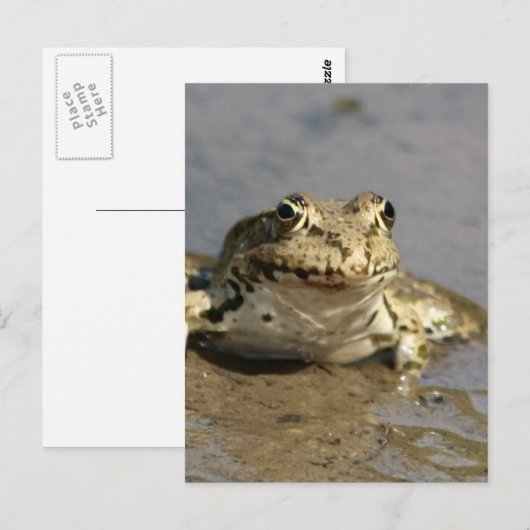 Briefkaart kikkerfoto (Voorkant / Achterkant)