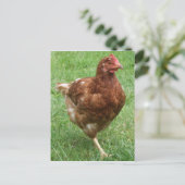 Briefkaart kippen (Staand voorkant)