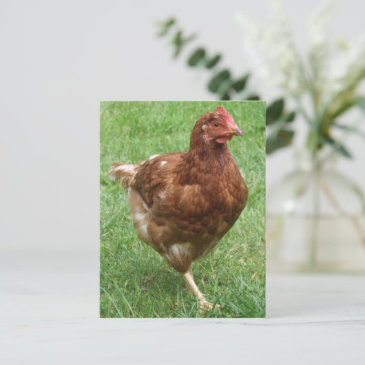 Briefkaart kippen (Staand voorkant)