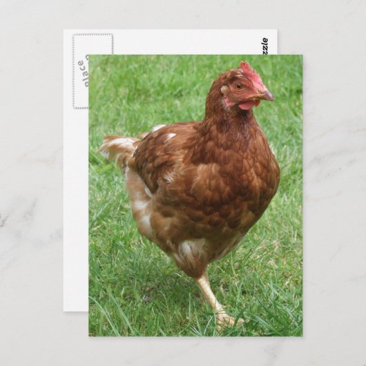 Briefkaart kippen (Voorkant / Achterkant)