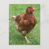 Briefkaart kippen (Voorkant)