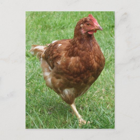 Briefkaart kippen (Voorkant)