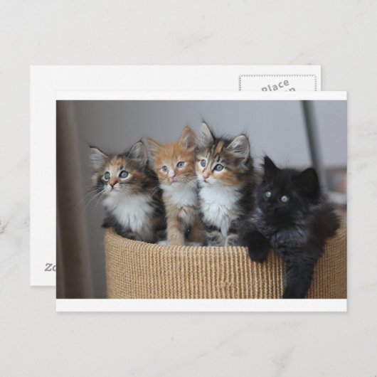 Briefkaart Kittens