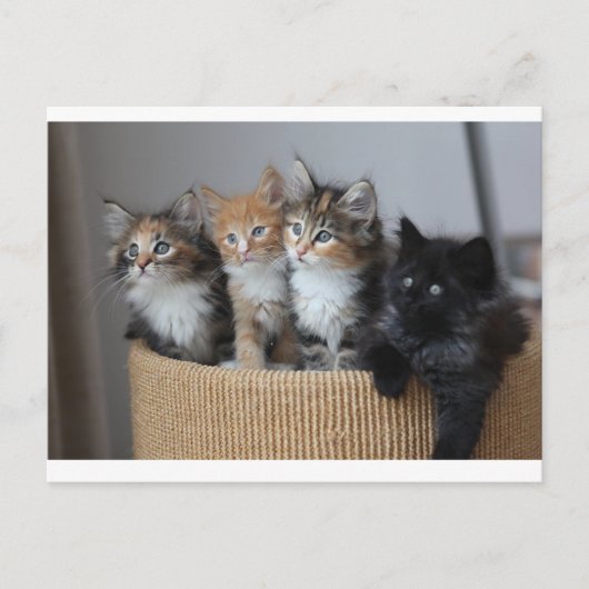 Briefkaart Kittens (Voorkant)