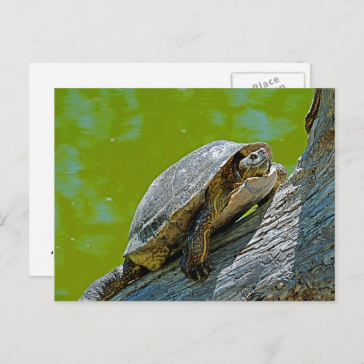 Briefkaart klimschildpad (Voorkant / Achterkant)