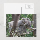 Briefkaart Koala QLD Australië (Voorkant / Achterkant)