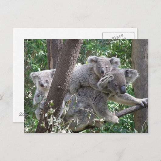 Briefkaart Koala QLD Australië (Voorkant / Achterkant)