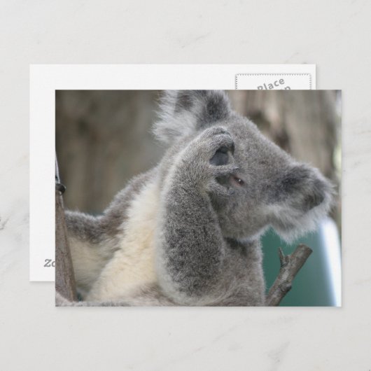 Briefkaart Koala QLD Australië (Voorkant / Achterkant)