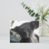 Briefkaart Koalas QLD Australië (Staand voorkant)