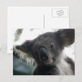 Briefkaart Koalas QLD Australië (Voorkant / Achterkant)
