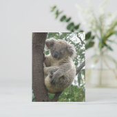 Briefkaart Koalas QLD Australië (Staand voorkant)