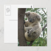 Briefkaart Koalas QLD Australië (Voorkant / Achterkant)