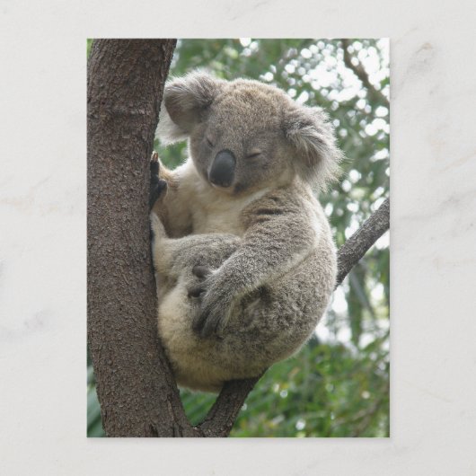 Briefkaart Koalas QLD Australië (Voorkant)