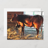 Briefkaart. Koe en kalf. Briefkaart (Voorkant / Achterkant)