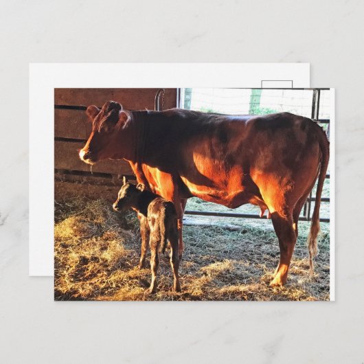 Briefkaart. Koe en kalf. Briefkaart (Voorkant / Achterkant)