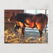 Briefkaart. Koe en kalf. Briefkaart (Voorkant)