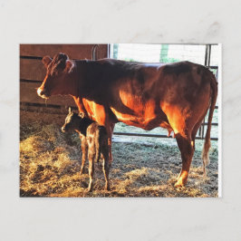 Briefkaart. Koe en kalf. Briefkaart