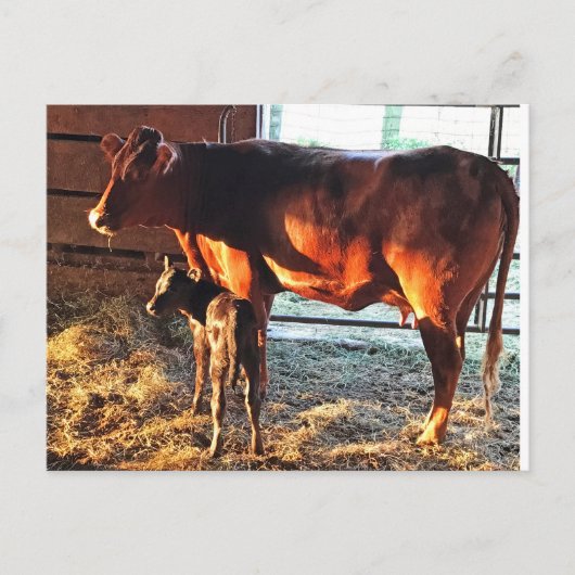 Briefkaart. Koe en kalf. Briefkaart (Voorkant)