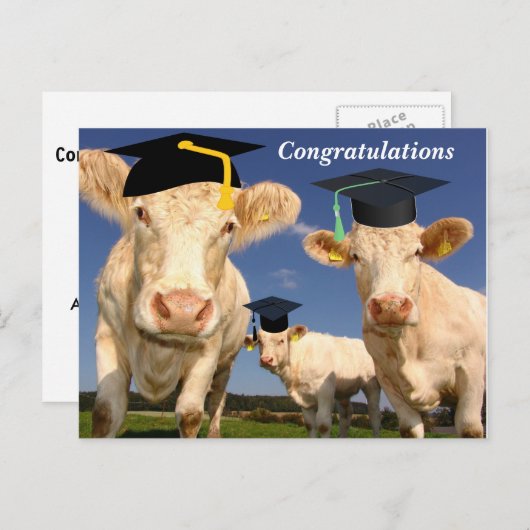 Briefkaart koeien gefeliciteerd (Voorkant / Achterkant)