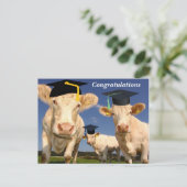 Briefkaart koeien gefeliciteerd (Staand voorkant)