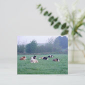 Briefkaart - Koeien in kleur (Staand voorkant)