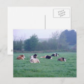 Briefkaart - Koeien in kleur (Voorkant / Achterkant)