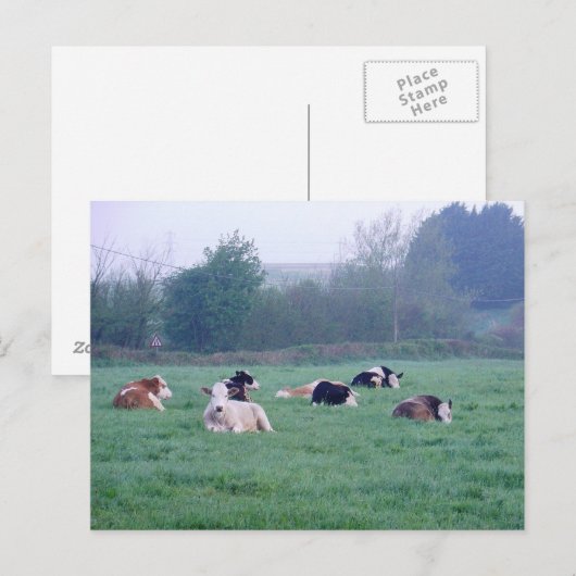 Briefkaart - Koeien in kleur (Voorkant / Achterkant)