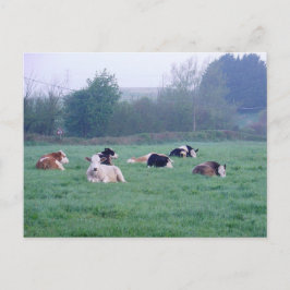 Briefkaart - Koeien in kleur