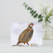 Briefkaart Koerdische Partridge (Staand voorkant)