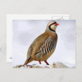 Briefkaart Koerdische Partridge (Voorkant / Achterkant)