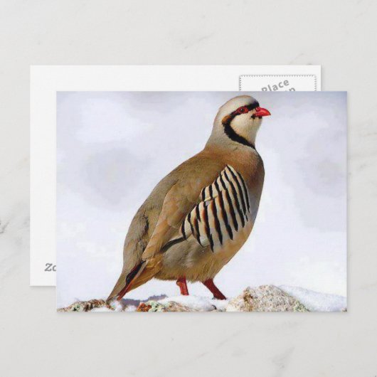 Briefkaart Koerdische Partridge (Voorkant / Achterkant)