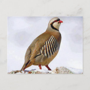 Briefkaart Koerdische Partridge