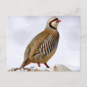 Briefkaart Koerdische Partridge (Voorkant)