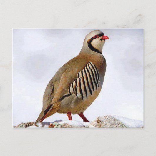 Briefkaart Koerdische Partridge (Voorkant)