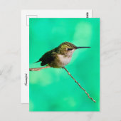 briefkaart kolibrie (Voorkant / Achterkant)